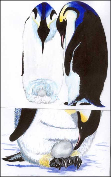 pinguin-Web